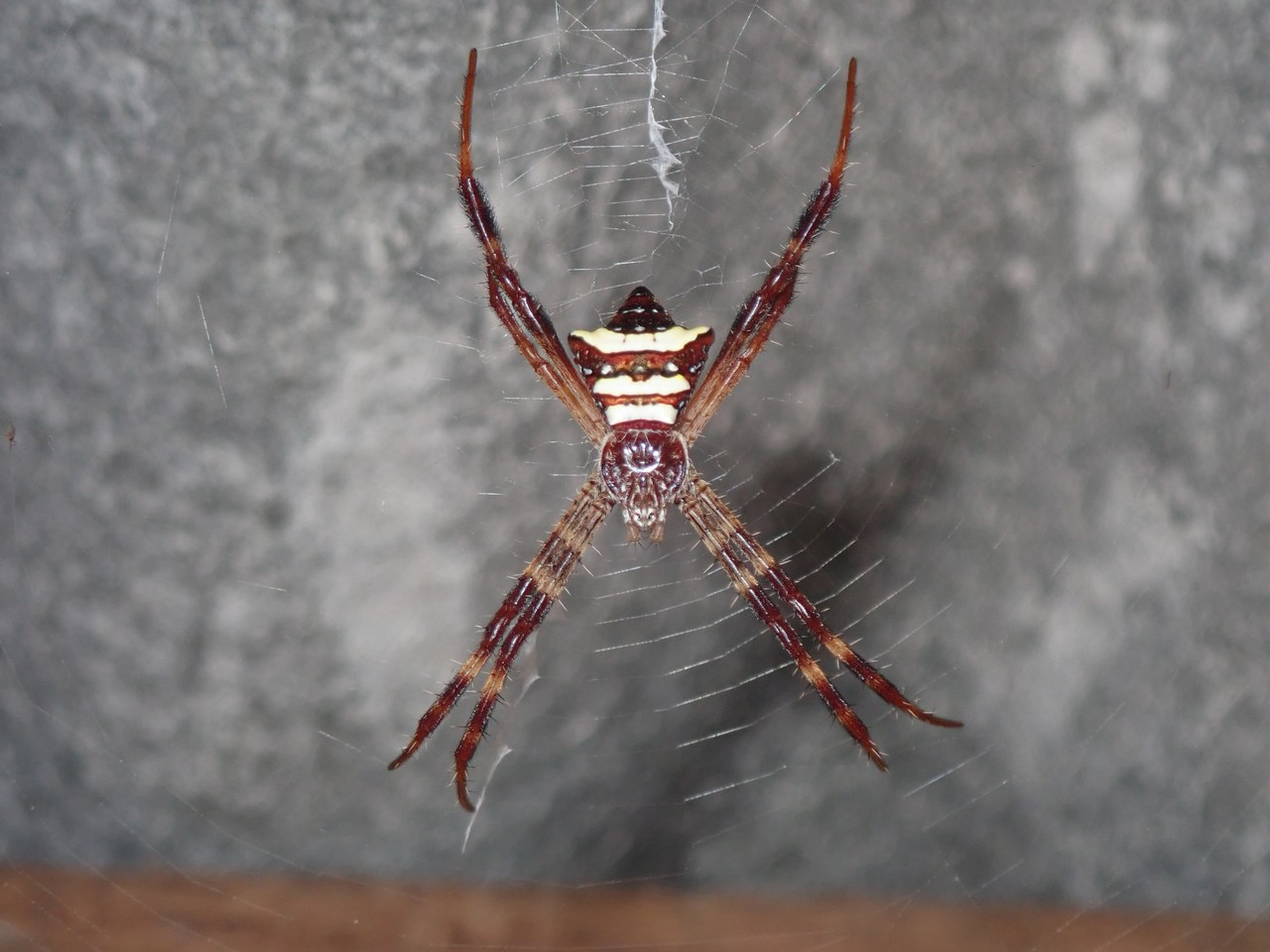 Argiope reinwardti Argiope reinwardti